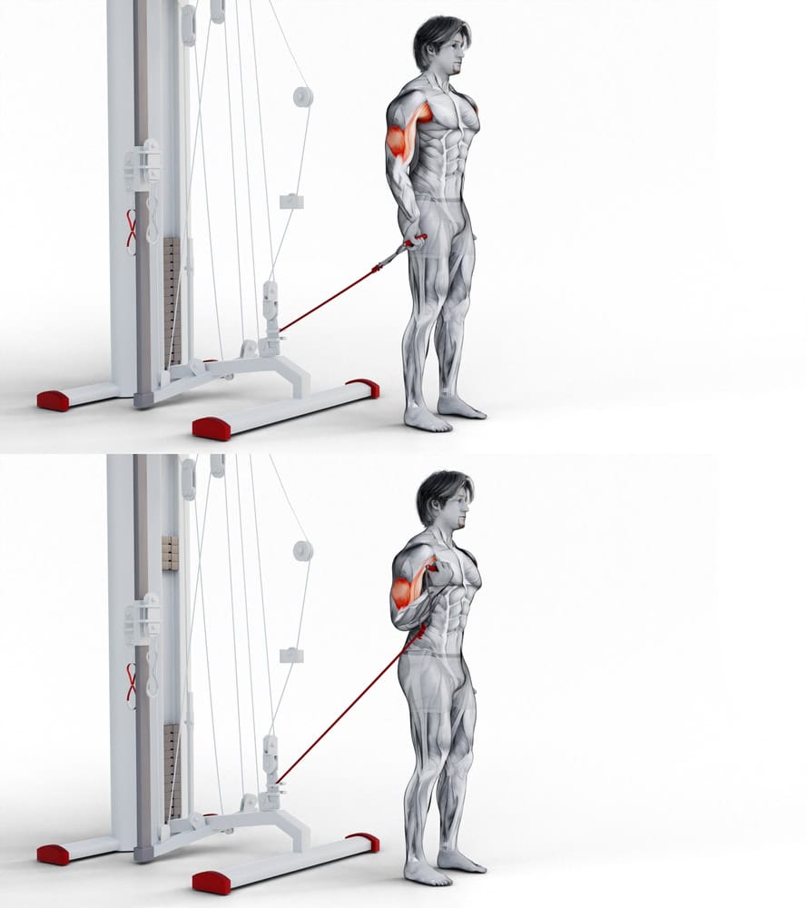 Get The Bicep Peak You've Always Wanted - Long Head Bicep Workout